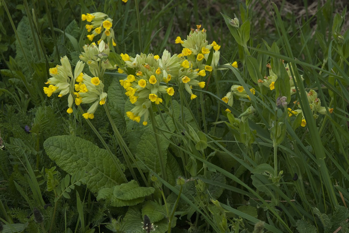 Primula veris, Cowslip
